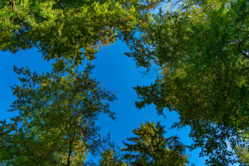 Herbstliche Baumwipfel vor blauem Himmel