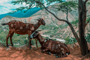 GOATS IN THE CHICAMOCHA CANYON