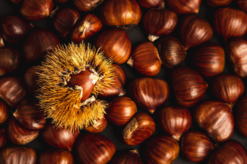 Ripe chestnuts close up. Raw Chestnuts for Christmas. Fresh sweet chestnut. Food background.