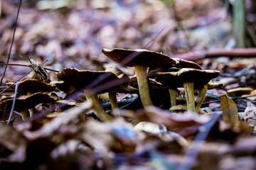 Mushrooms of Queensland