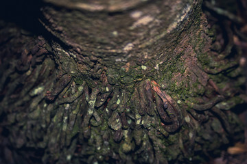 Flora and Fauna of Queensland