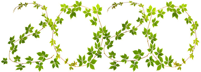 next new year - shape of digits "2020" of twig wild grape with green leaves on a white background