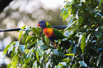 lorikeet