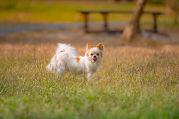 Beautiful adorable chihuahua smile dog running in grass at the summer park.