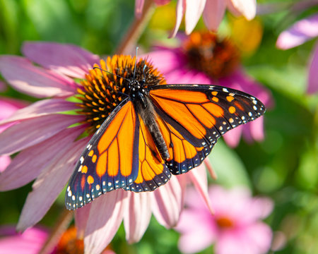 Monarch on pink daisy