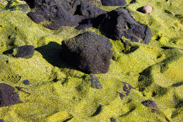 Big Island Green Sand