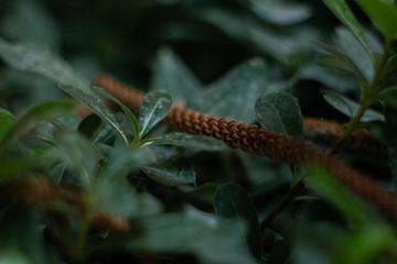 deep dark green leaves