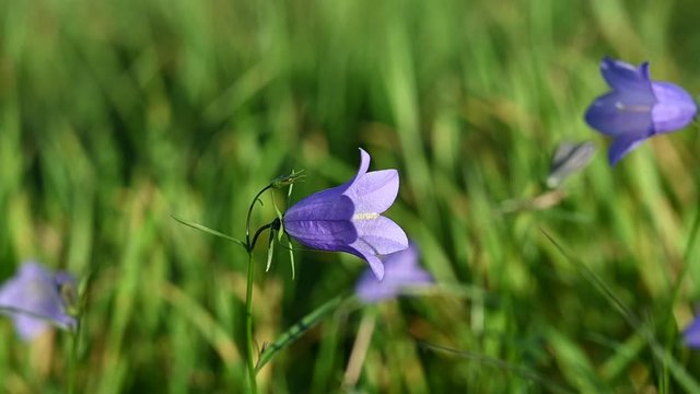 Slow motion of a purple bellflower in a meadow