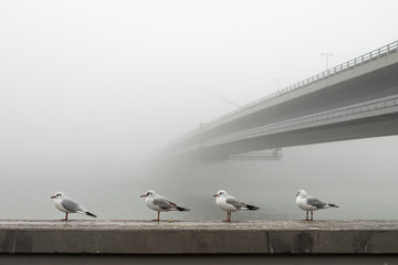 A flock of gulls is sitting on bridge, selective focus