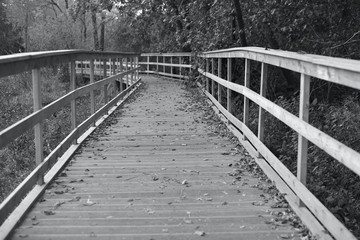 Obraz premium autumn, beautiful background of leaves on the path, black and white