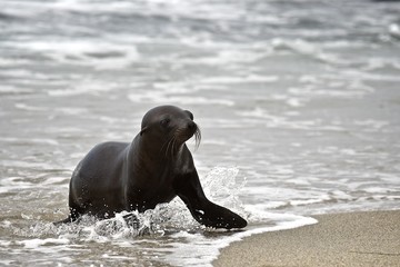 baby seal emerging from the ocean