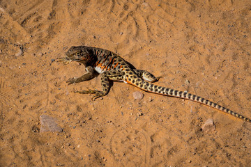 This beautiful lizard was right in the middle of the trail in the Colorado National Monument, and was almost stepped on my numerous hikers.