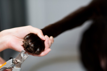 the girl is about to cut a dog's claws using a claw cutter