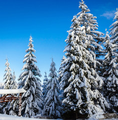 Beautiful winter landscape with snow on the trees