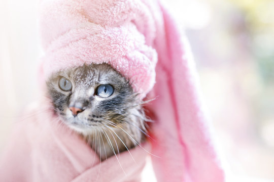 Funny wet gray tabby kitten after bath wrapped in towel. Just washed lovely fluffy cat with blue eyes with pink towel around his head.