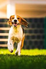 Dog Beagle with a stick on a green gras during autumn runs towards camera in garden.