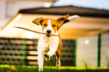 Dog Beagle with a stick on a green gras during autumn runs towards camera in garden.