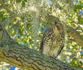 Red-Shouldered Hawk in Tree Looking Left at Lake Seminole Park, Florida