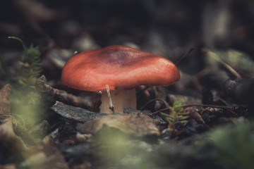 mushroom in the forest