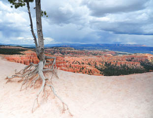 Dying tree over looks the cliffs of Bryce Canyon, Utah USA