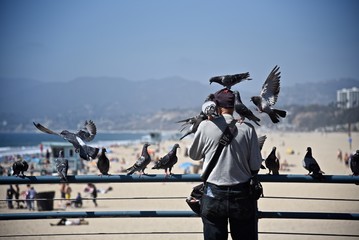 Man feeding birds on the santa monica pier
