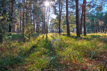 green coniferous forest on a sunny autumn day, Ukraine