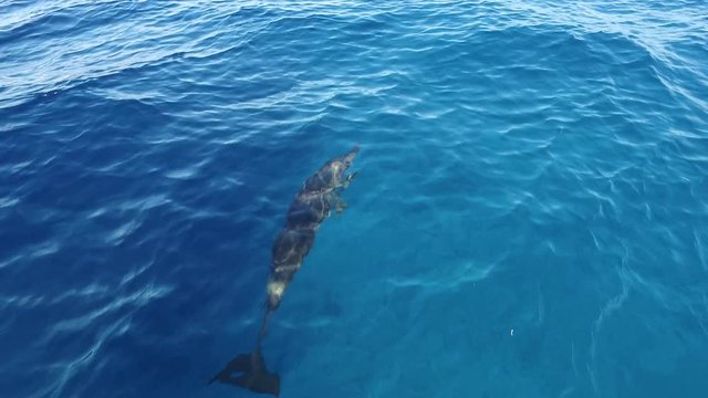 Top view of wild and free Bottlenose dolphins swimming in crystal clear blue water of Indian Ocean around the paradise island in the Maldives. Aerial footage of dolphins  swimming near boat