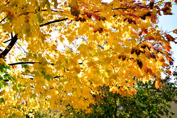 Autumn leaves overhead against the sky