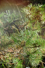 green pine branch on an autumn day