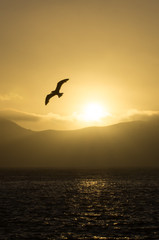 Fototapeta na wymiar Seagull silhouetted at sunset over the San Francisco Bay