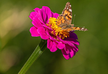 Painted Lady Butterfly on Red Zinnia Flower at Montrose Botanic Gardens, Colorado