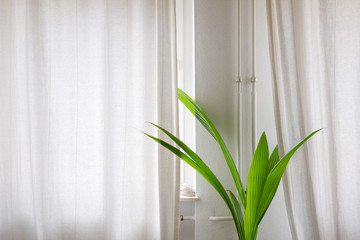 Interior close up view of tropical indoor plant, white curtain and room. Bright room with natural daylight atmosphere of cozy interior space. 