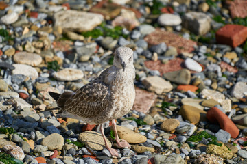 a seagull on the beach