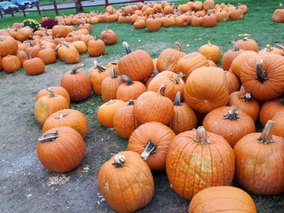 A lots of Halloween and Thanksgiving pumpkins (orange squashes) spread in a market, inside a farm. Seasonal view of october/november during fall for family. Harvest time, colorful, spooky styles. USA
