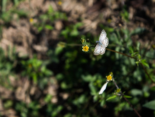 butterfly on flower