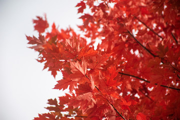 red maple leafs close up 
