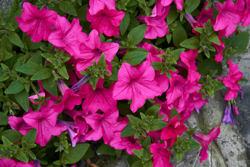 Petunia with bright pink flowers. Plant with brightly purple colored funnel-shaped flowers.