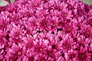 Decorative composition of pink chrysanthemum flowers, autumn bouquet. Pink chrysanthemum in autumn garden.