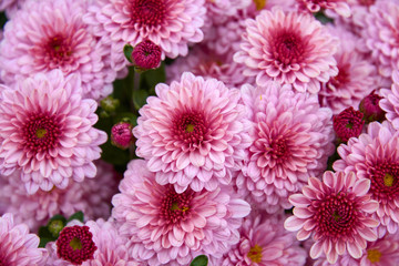 Decorative composition of pink chrysanthemum flowers, autumn bouquet. Pink chrysanthemum in autumn garden.