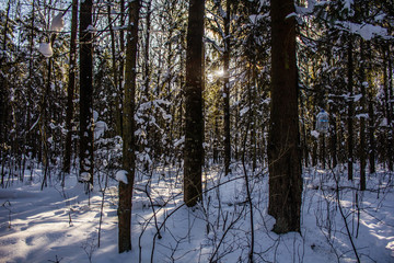 snowy winter forest in sunny weather. winter landscape. Trees in the snow. Snowy forest trails.