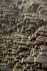 piles of logs 