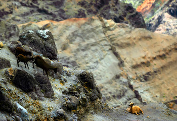Wild Mountain Goats Live on Cliffs of Waimea Canyon