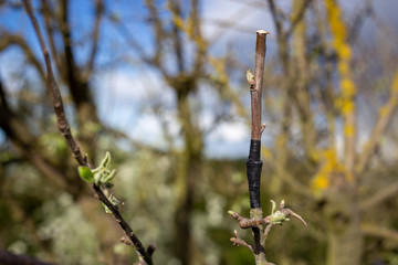 A successful grafting of another apple tree cutting onto an established apple tree in spring, New...