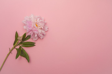 Fototapeta na wymiar Pink peony flower on pink background with copy space for text. Flat lay, top view.