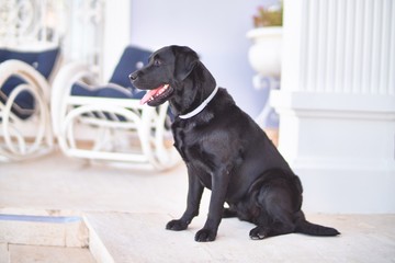 Beautiful black labrador dog sitting at terrace