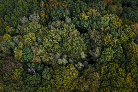 ein Wald im Herbst von oben fotografiert