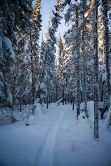Fototapeta na wymiar path through a forest in winter