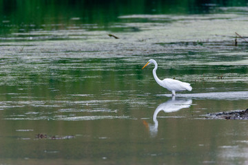 great egret in the water