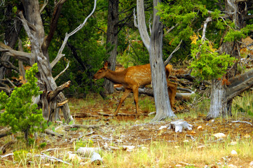 Elk in the woods