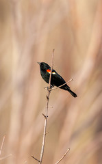 Red Winged Blackbird on a branch